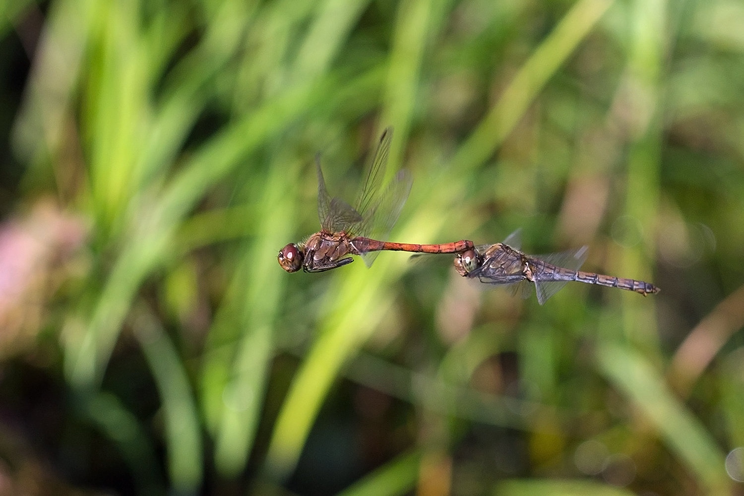 Tandemflug der Heidelibellen