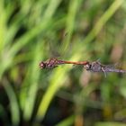 Tandemflug der Heidelibellen