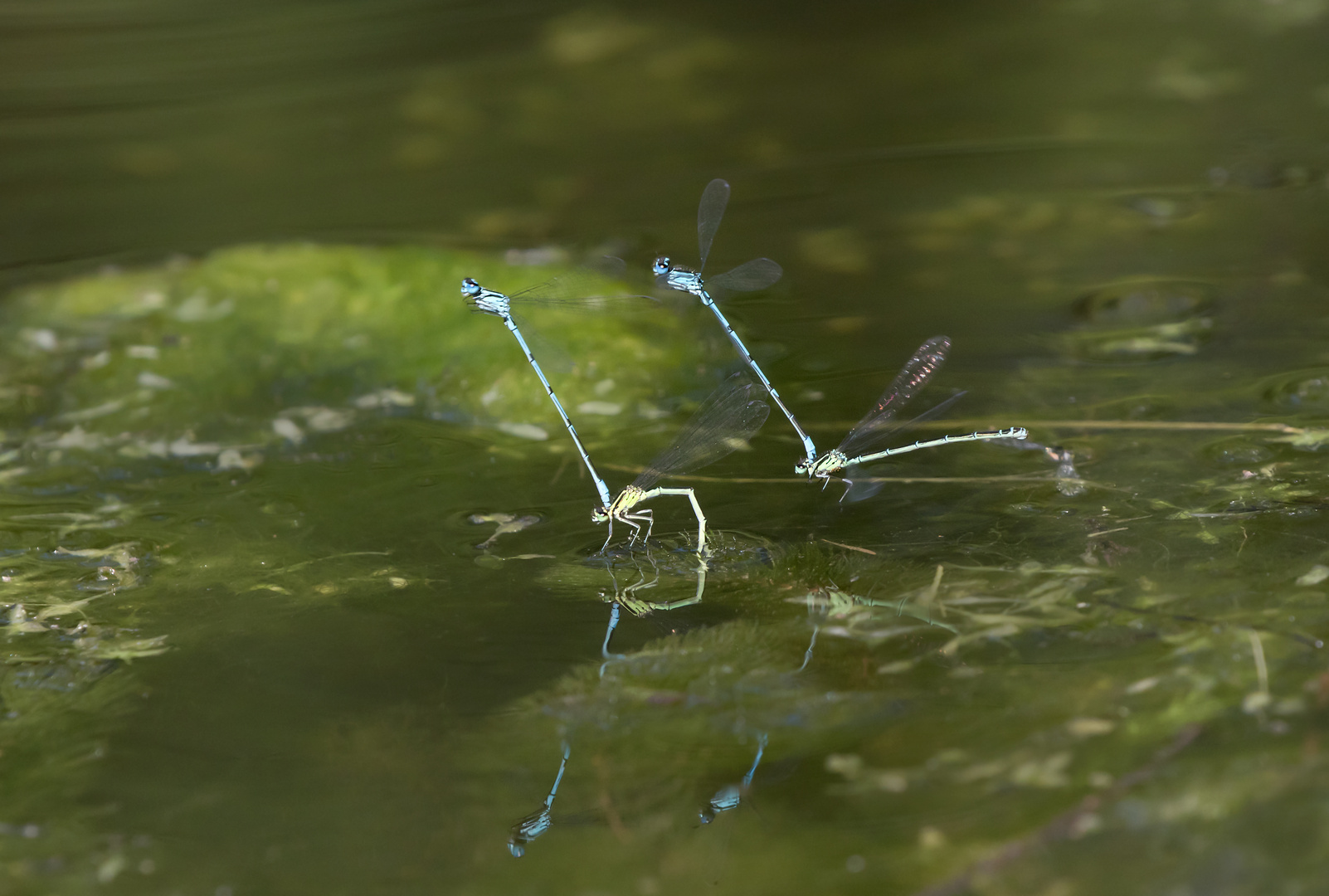 Tandemflug