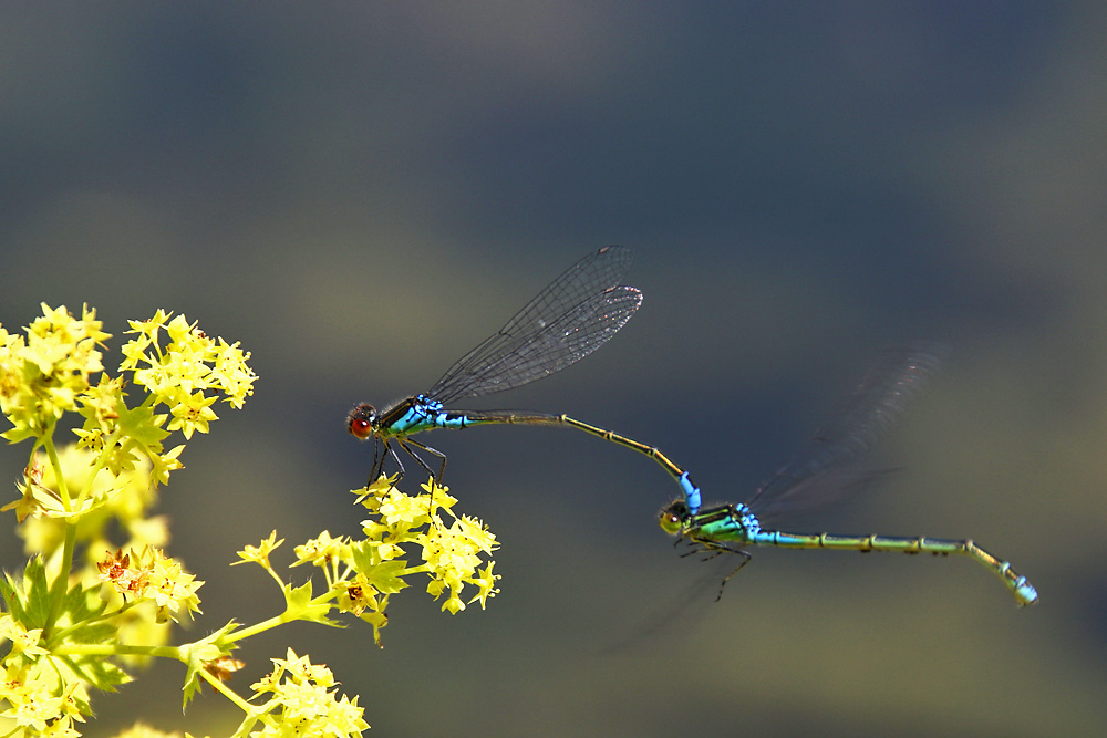  Tandemflug vom Kleinen Granatauge