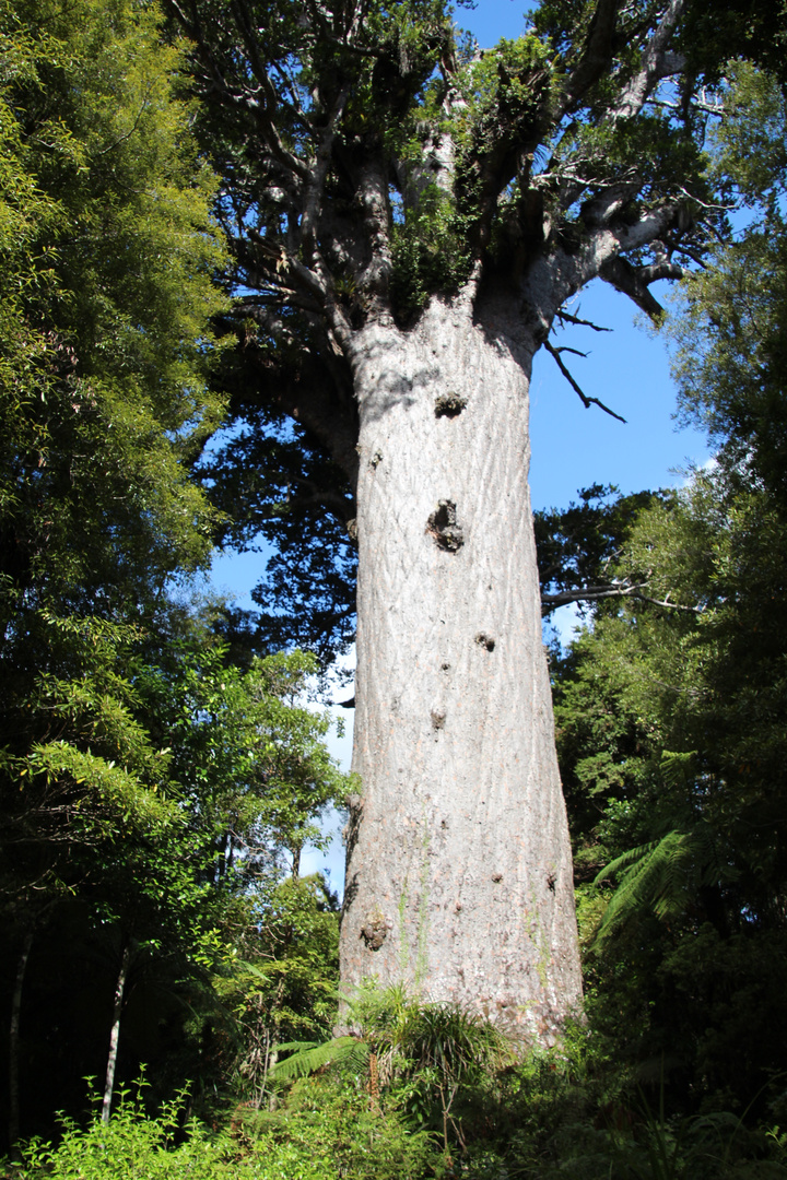 Tane Mahuta