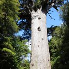 Tane Mahuta