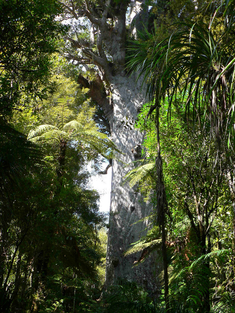 Tane Mahuta