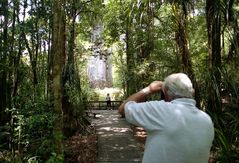 Tane Mahuta