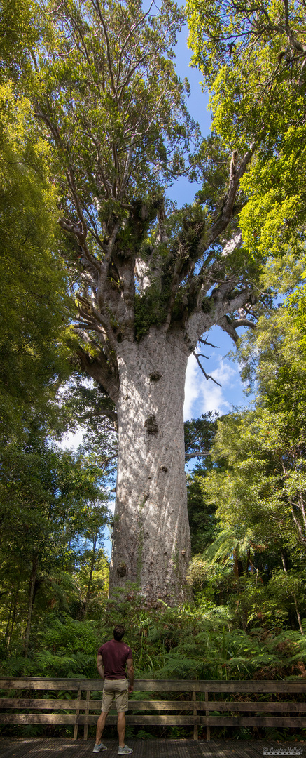 Tane Mahuta