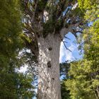 Tane Mahuta