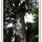 Tane Mahuta - God of the Forest