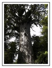 Tane Mahuta - God of the Forest