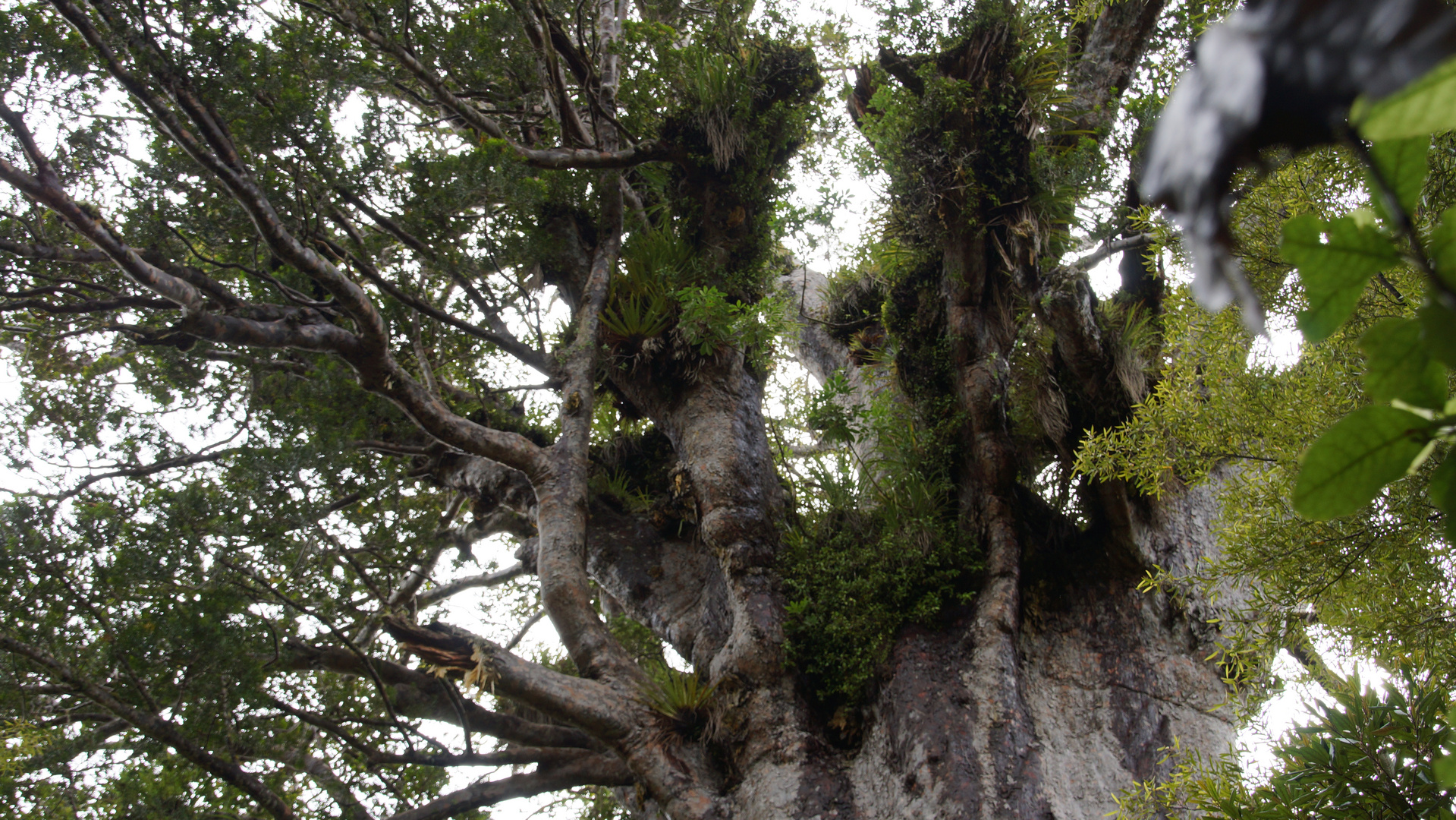 Tane Mahuta New Zealand 12.2012