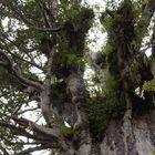 Tane Mahuta New Zealand 12.2012