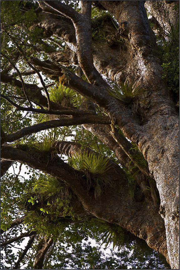 tane mahuta - the god of the forest