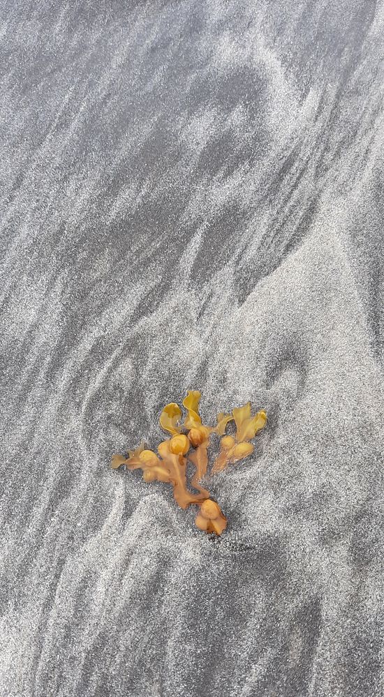 Tang Foto & Bild europe, scandinavia, norway Bilder auf