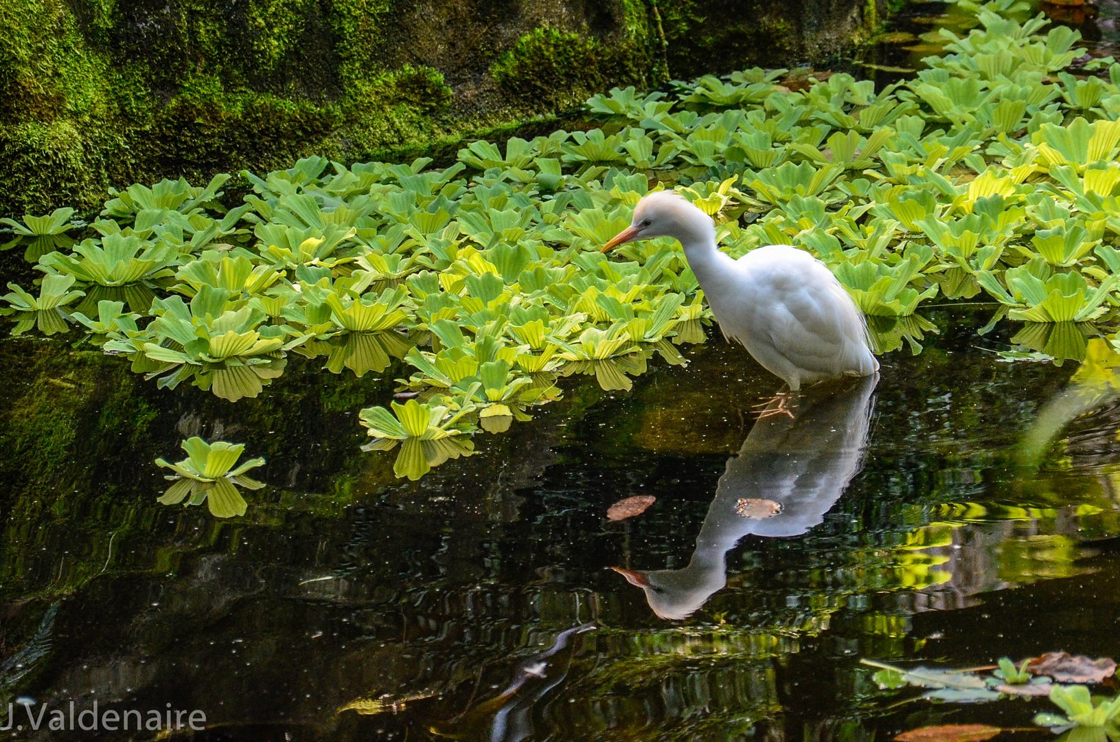 Étang dans la serre du zoo de Zurich