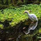 Étang dans la serre du zoo de Zurich