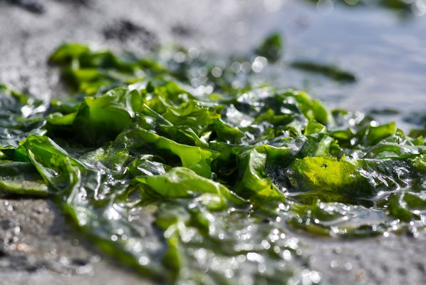 Tang im glitzernden Sandwatt