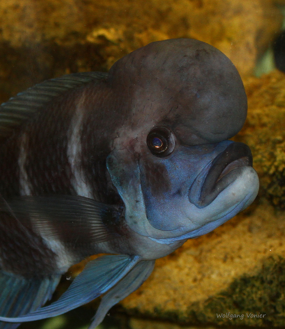 Tanganjika-Beulenkopf (Cyphotilapia frontosa)