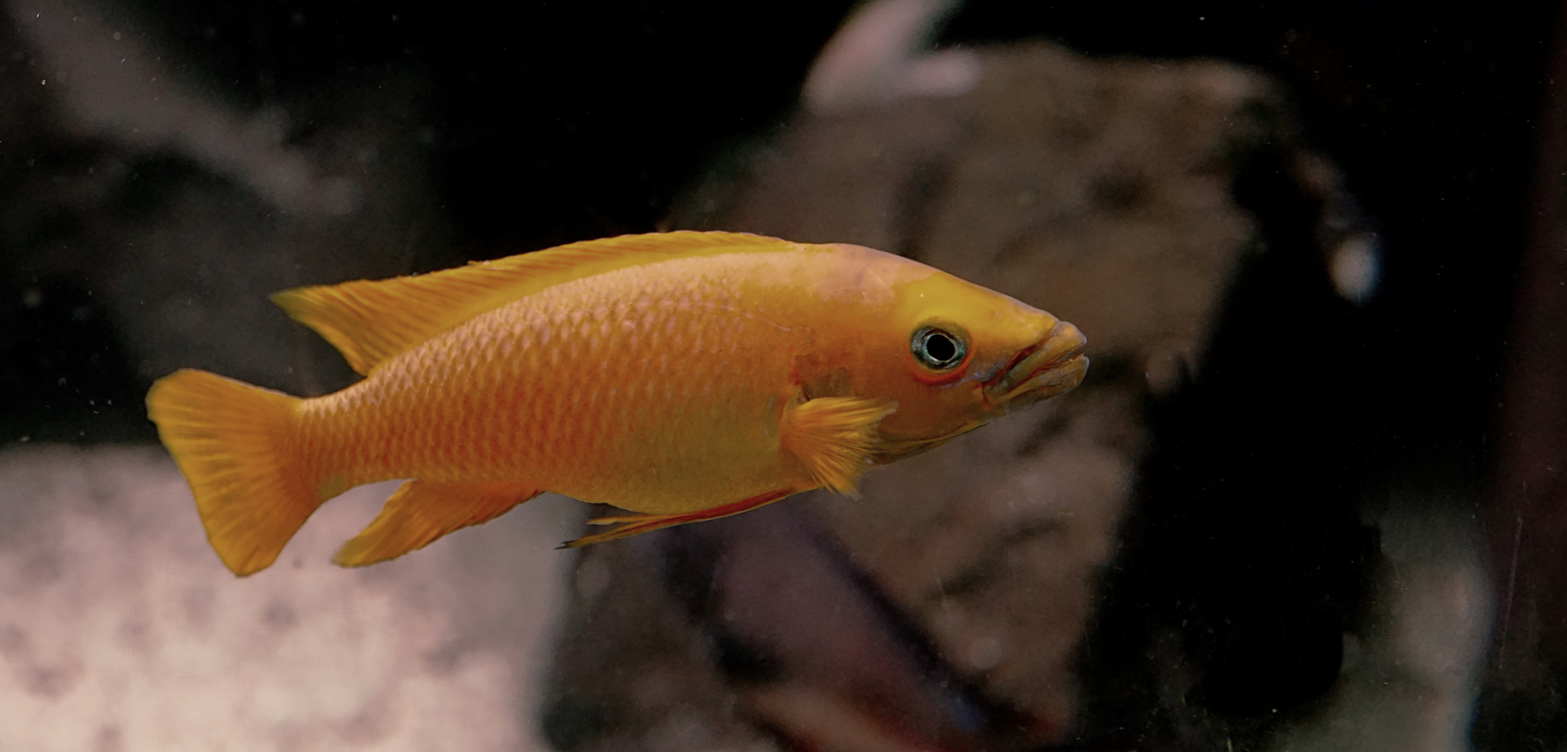 Tanganjika Goldcichlide Foto & Bild fisch, barsch, buntbarsch Bilder