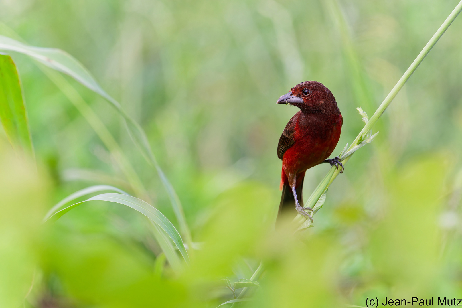 Tangara à dos rouge 