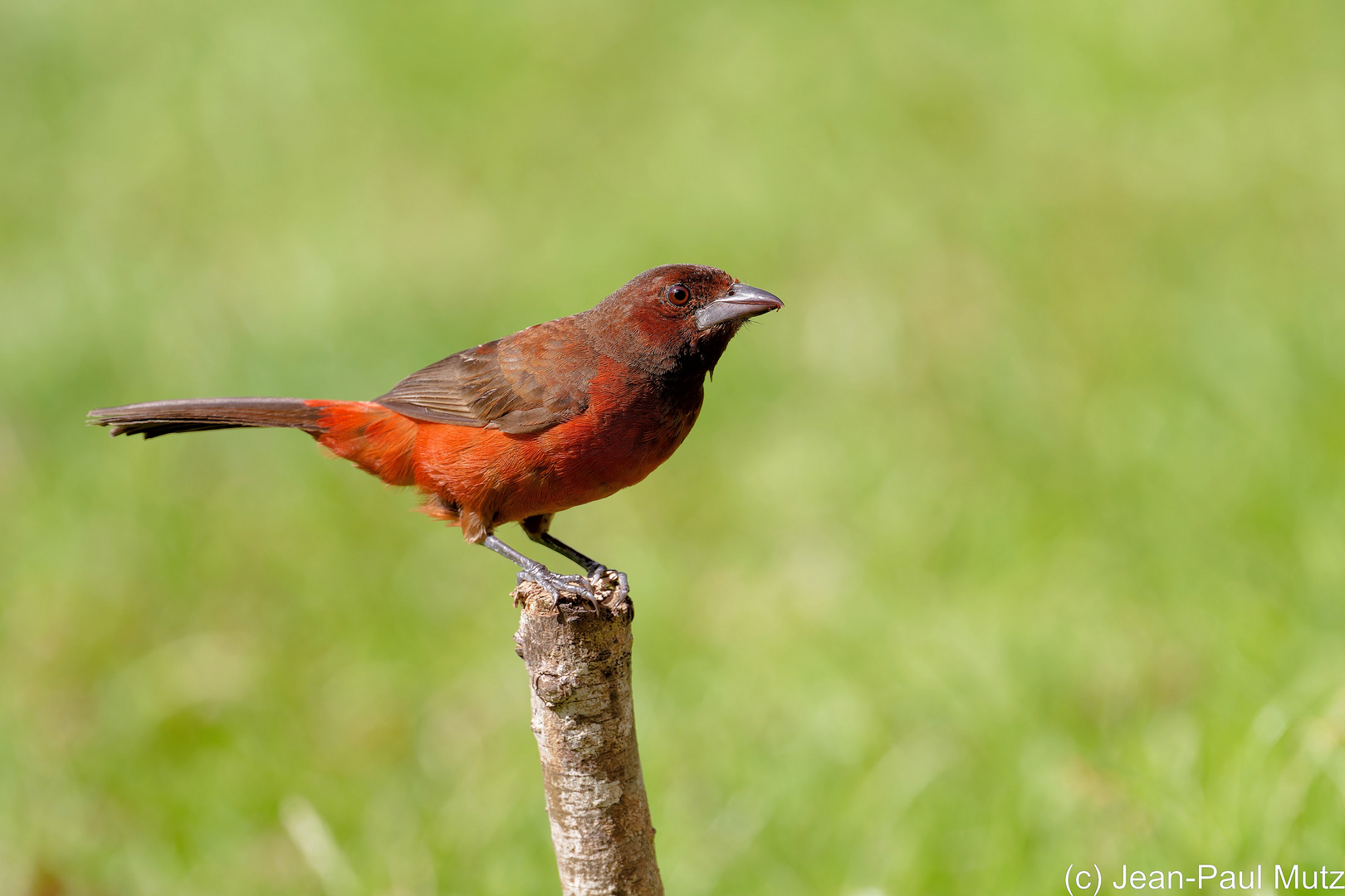 Tangara à dos rouge  Ramphocelus dimidiatus