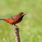 Tangara à dos rouge  Ramphocelus dimidiatus