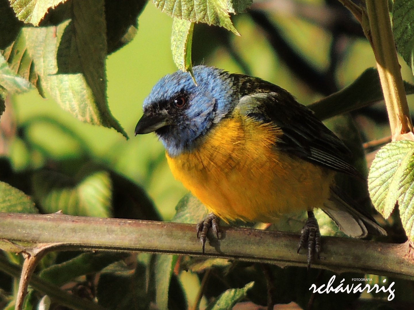 Tangara azul con amarillo