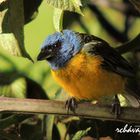 Tangara azul con amarillo