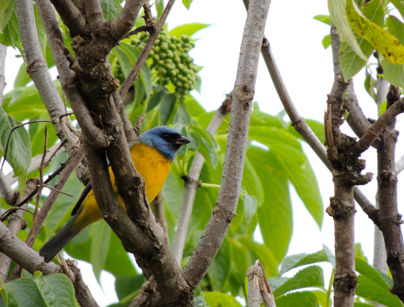 Tangara Azul y Amarilla