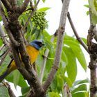 Tangara Azul y Amarilla