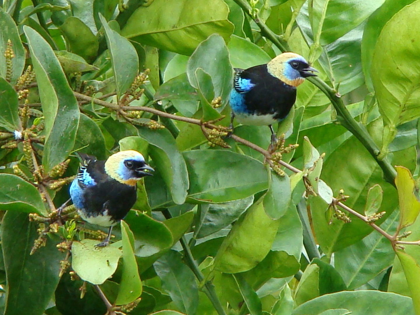 TANGARA CAPUCHIDORADA (TANGARA LARVATA 13cms)