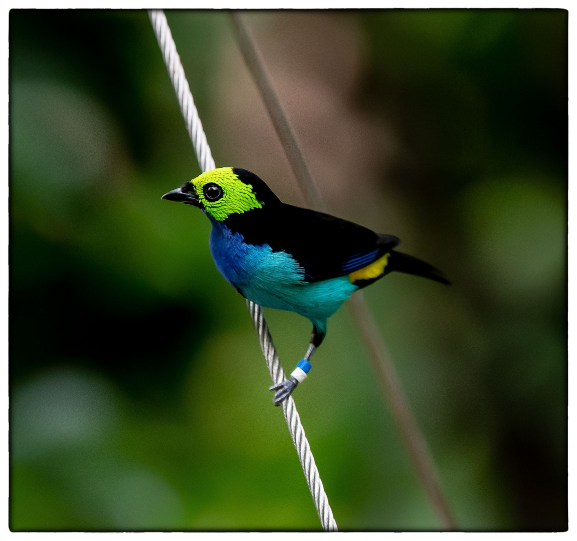 Tangara chilensis Foto & Bild tiere, zoo, wildpark & falknerei, vögel