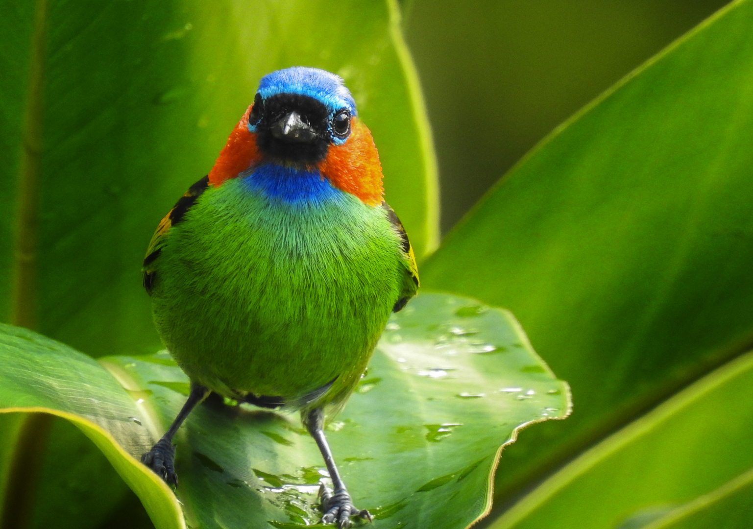  Tangara cyanocephala