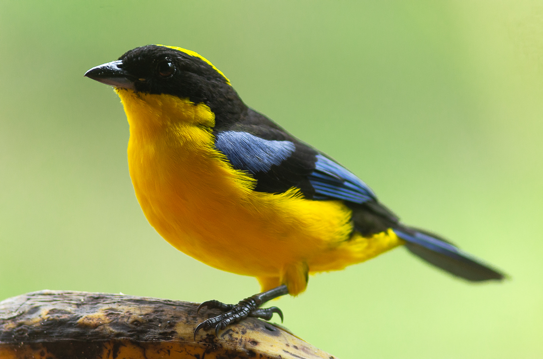 Tángara Primavera - Blue Winged Mountain Tanager (Anisognathus somptuosus)