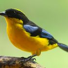 Tángara Primavera - Blue Winged Mountain Tanager (Anisognathus somptuosus)