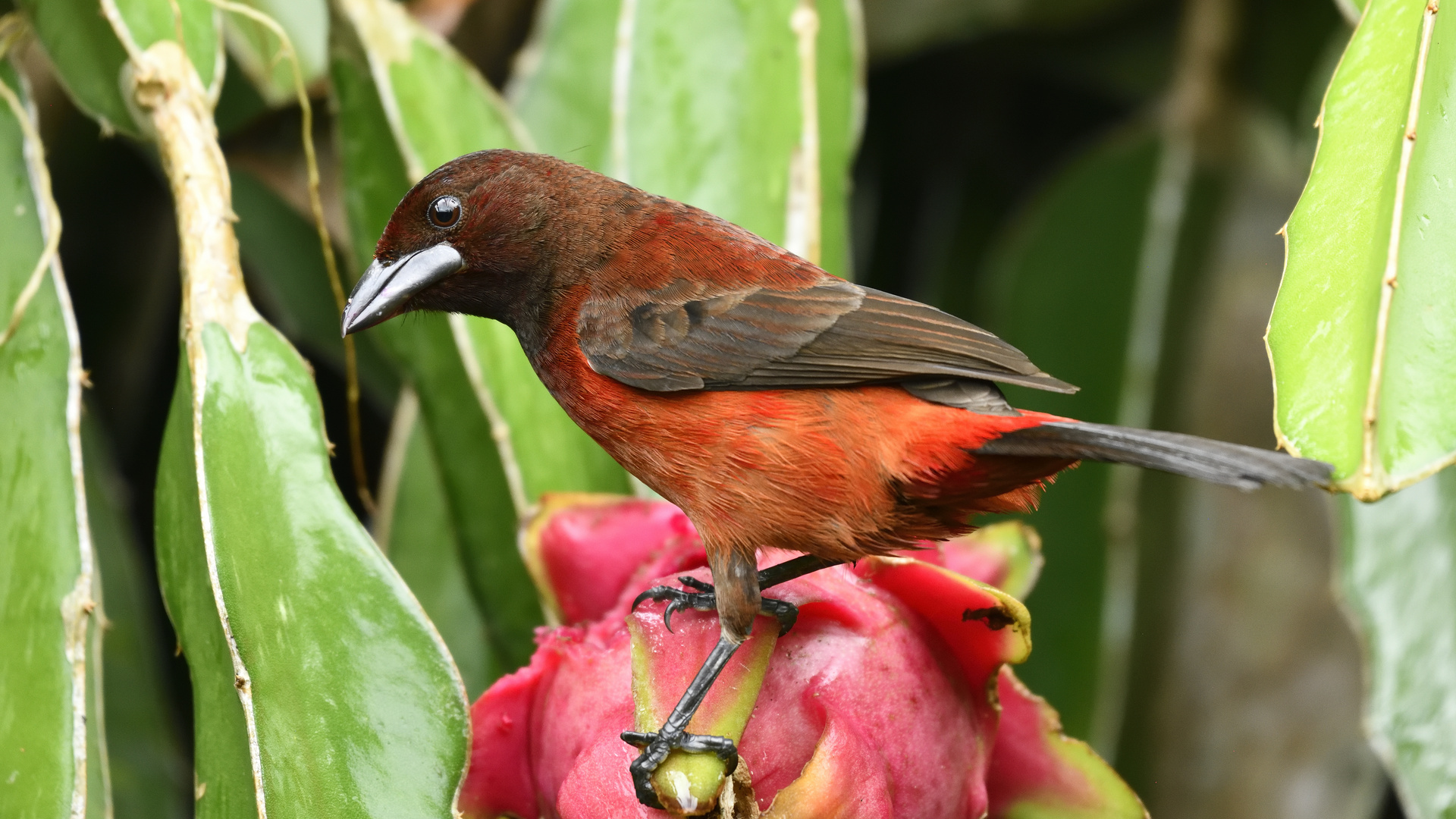 Tangara sur Pitaya