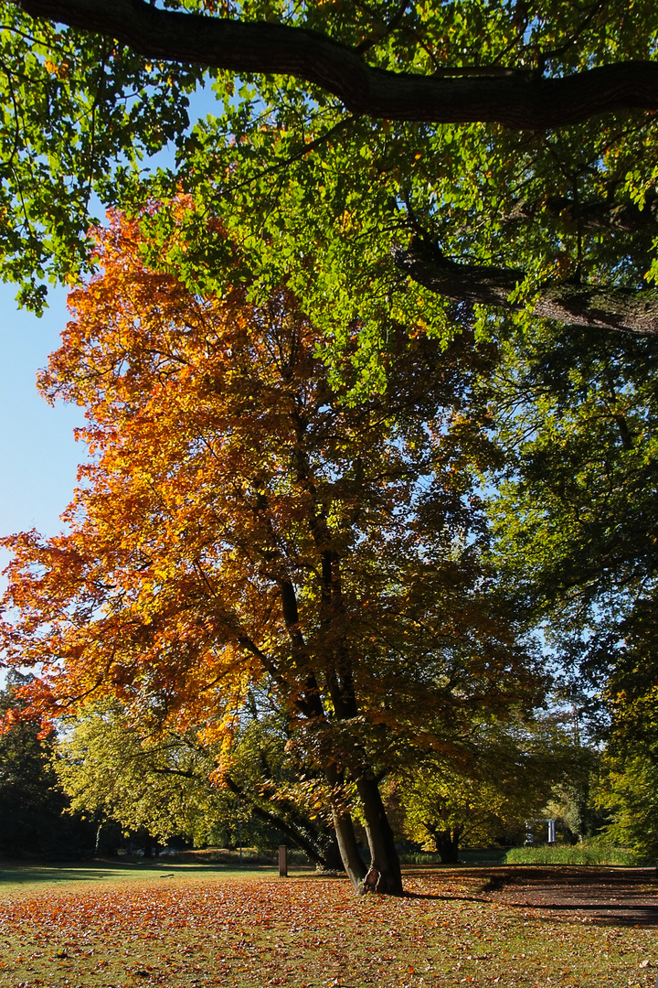 Tangerhütte - Stadtpark in Herbstfarben