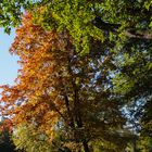 Tangerhütte - Stadtpark in Herbstfarben