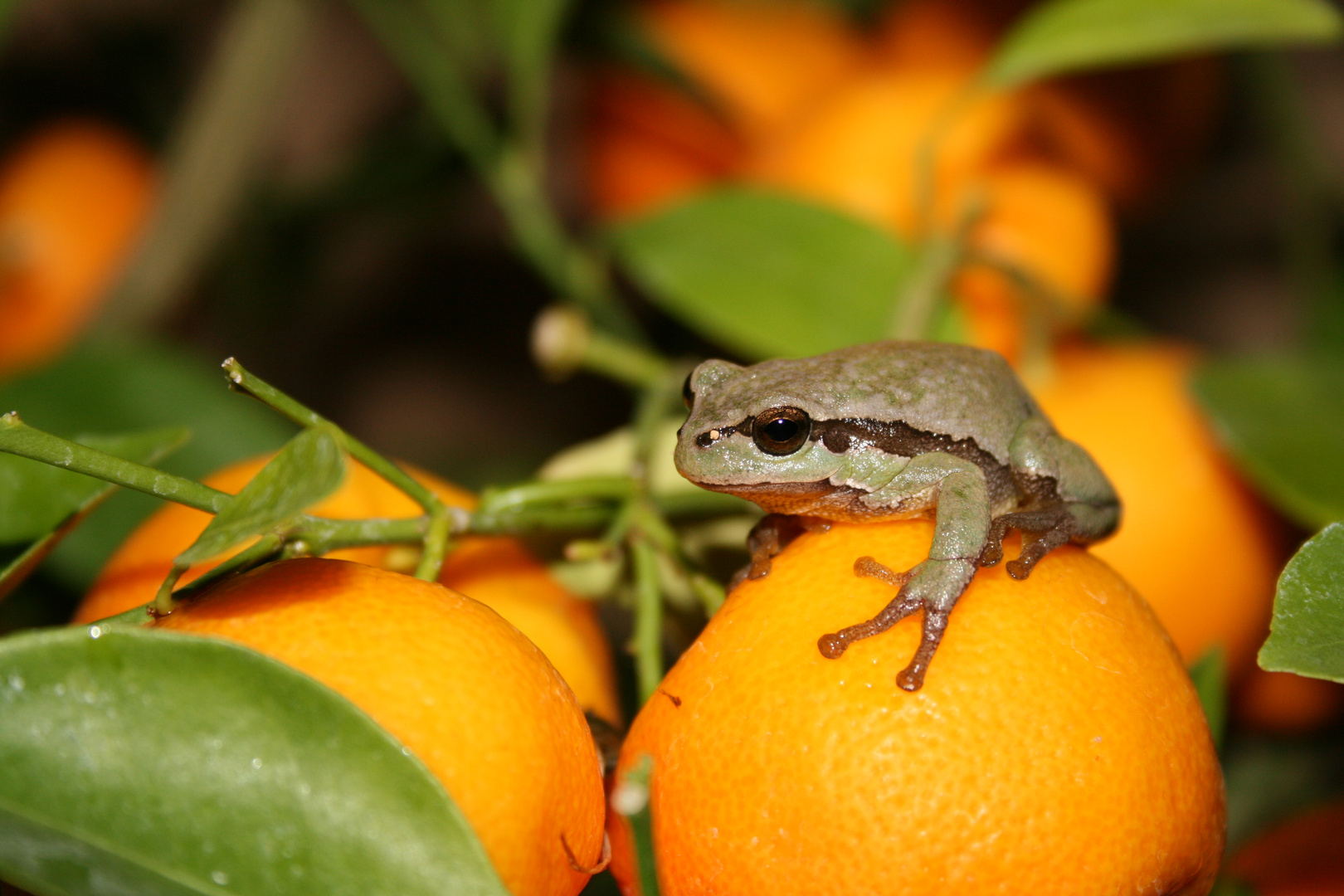 Tangerine frog