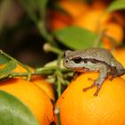 Tangerine frog