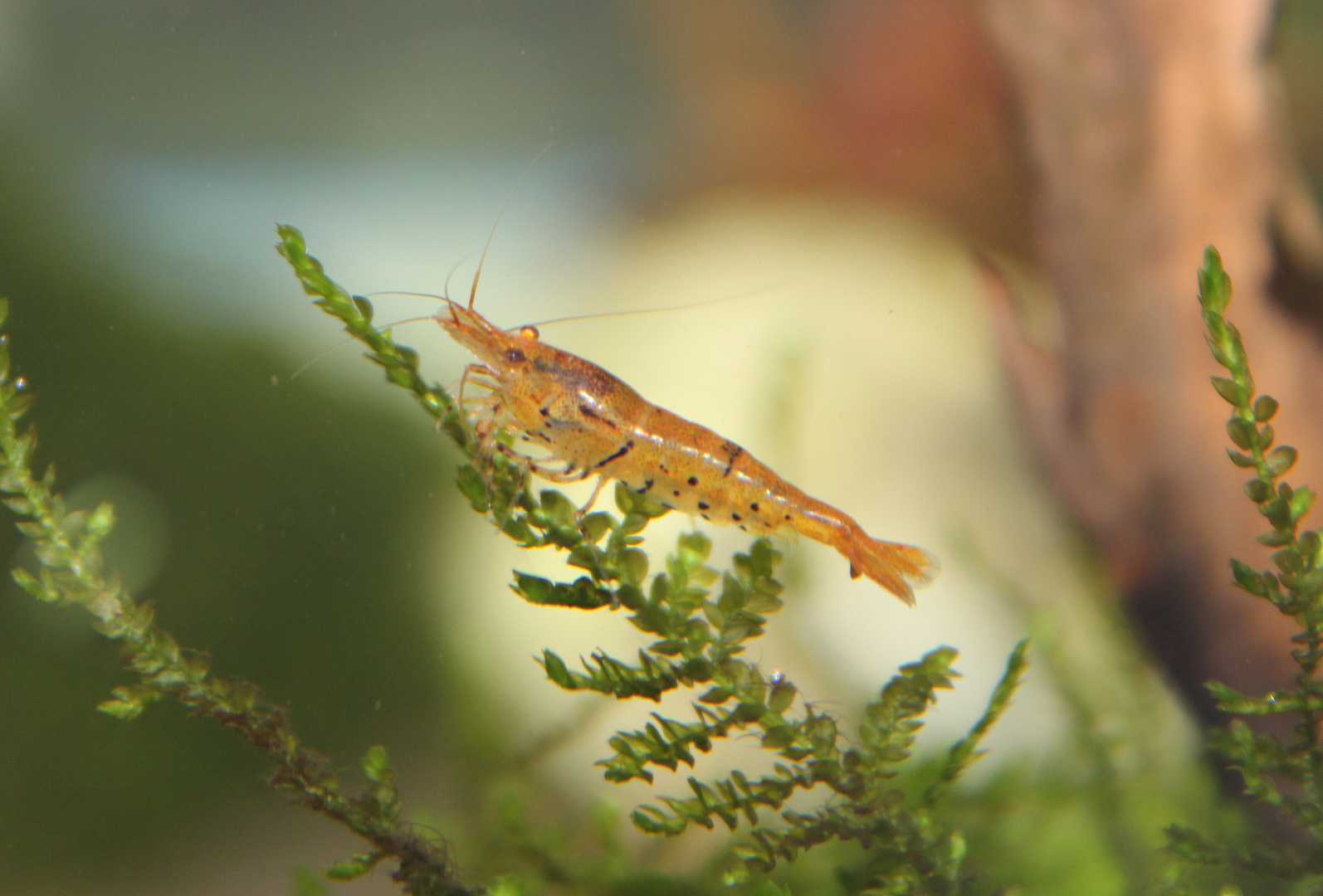 Tangerine Tiger