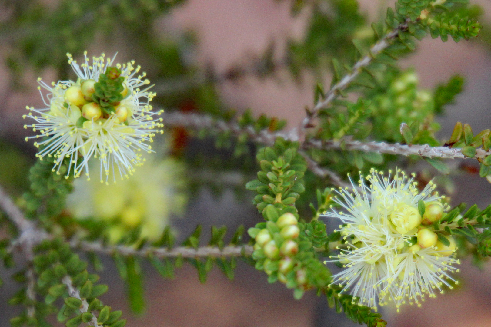 Tangling Melaleuca