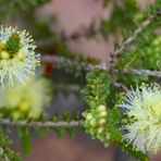 Tangling Melaleuca