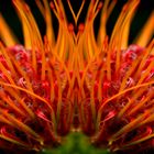 " Tango Pin cushion " Protea