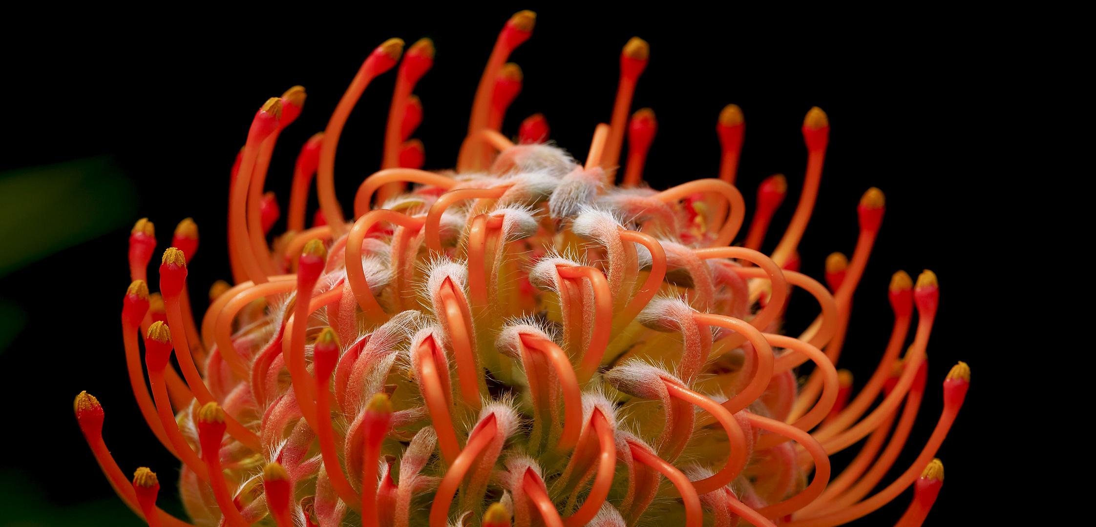 Tango Pincushion Protea