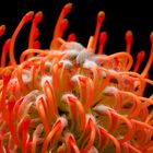 Tango Pincushion Protea