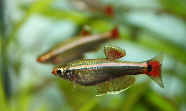 Tanichthys albonubes