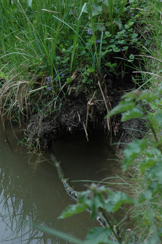 Tanière d'un rongeur