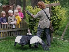 Tanja und der Andencondor