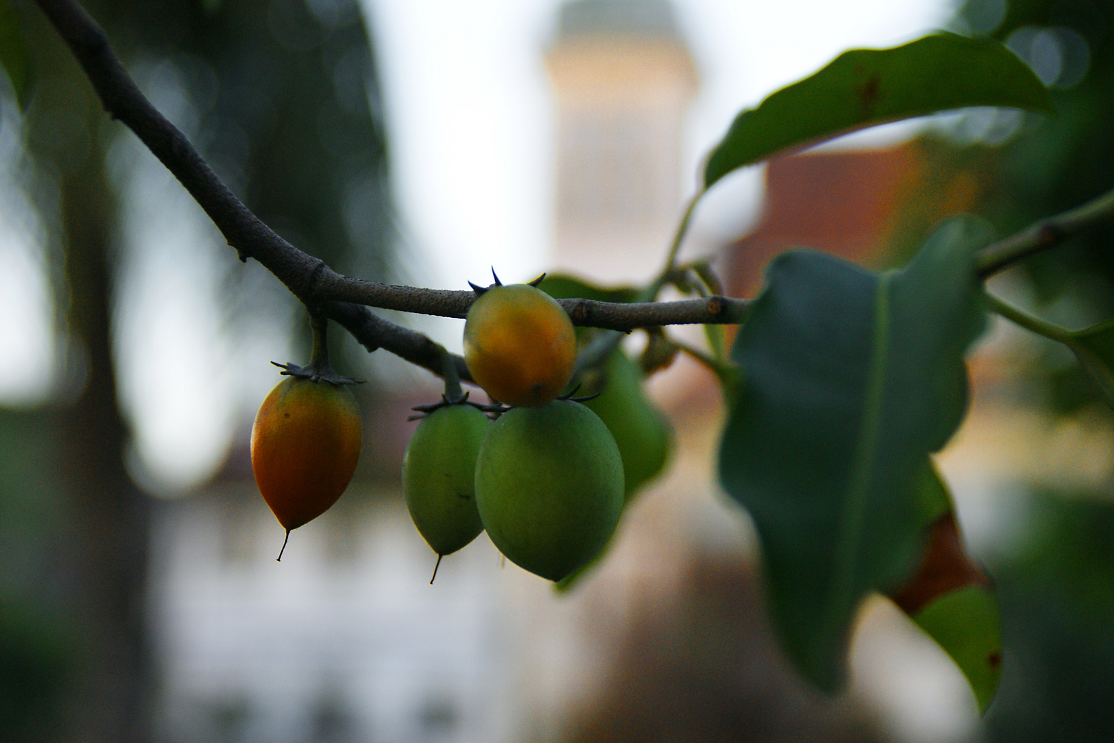 Tanjung Fruit in an Old City