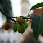 Tanjung Fruit in an Old City