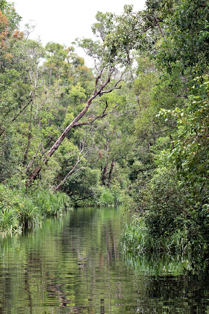 Tanjung Puting